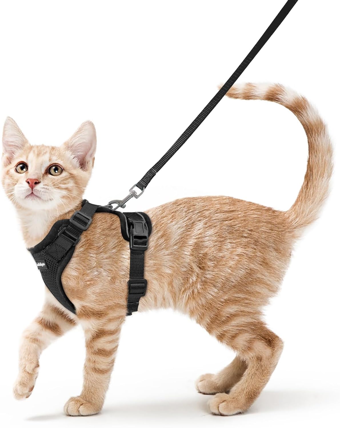 Cat wearing a black harness and leash on a white background at Pet Servo