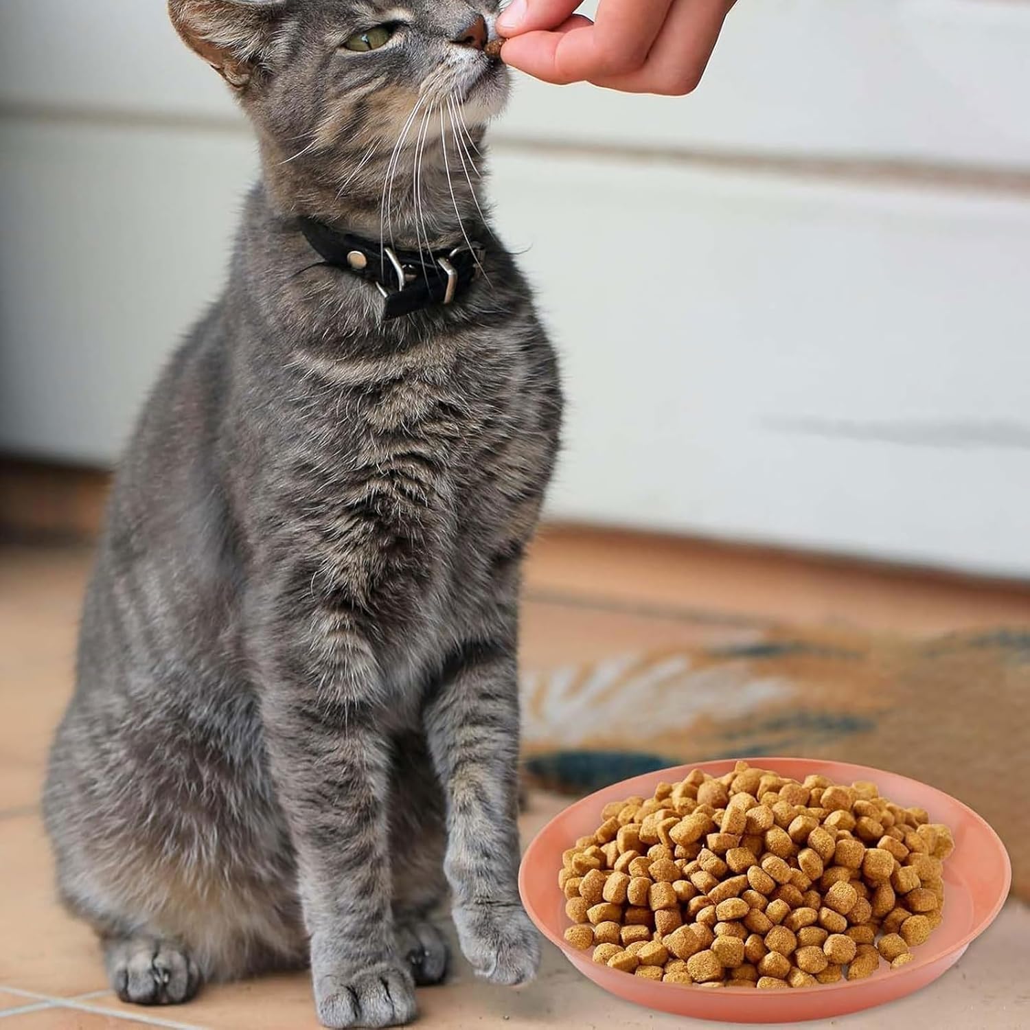 Cat being fed by a hand with a bowl of cat food on a wooden floor at Pet Servo