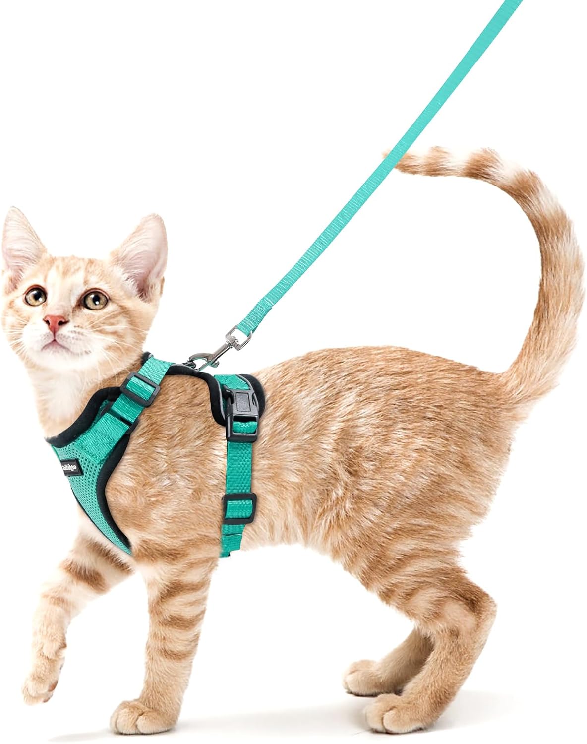 Cat wearing a teal harness and leash on a white background at Pet Servo