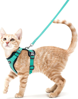 Cat wearing a teal harness and leash on a white background at Pet Servo