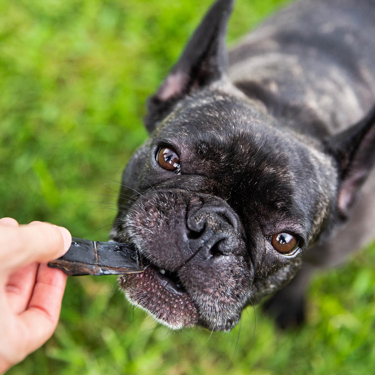 A close-up shot of a black French Bulldog outdoors on green grass, holding a dark brown leather dog chew in its mouth while a human hand offers the chew.