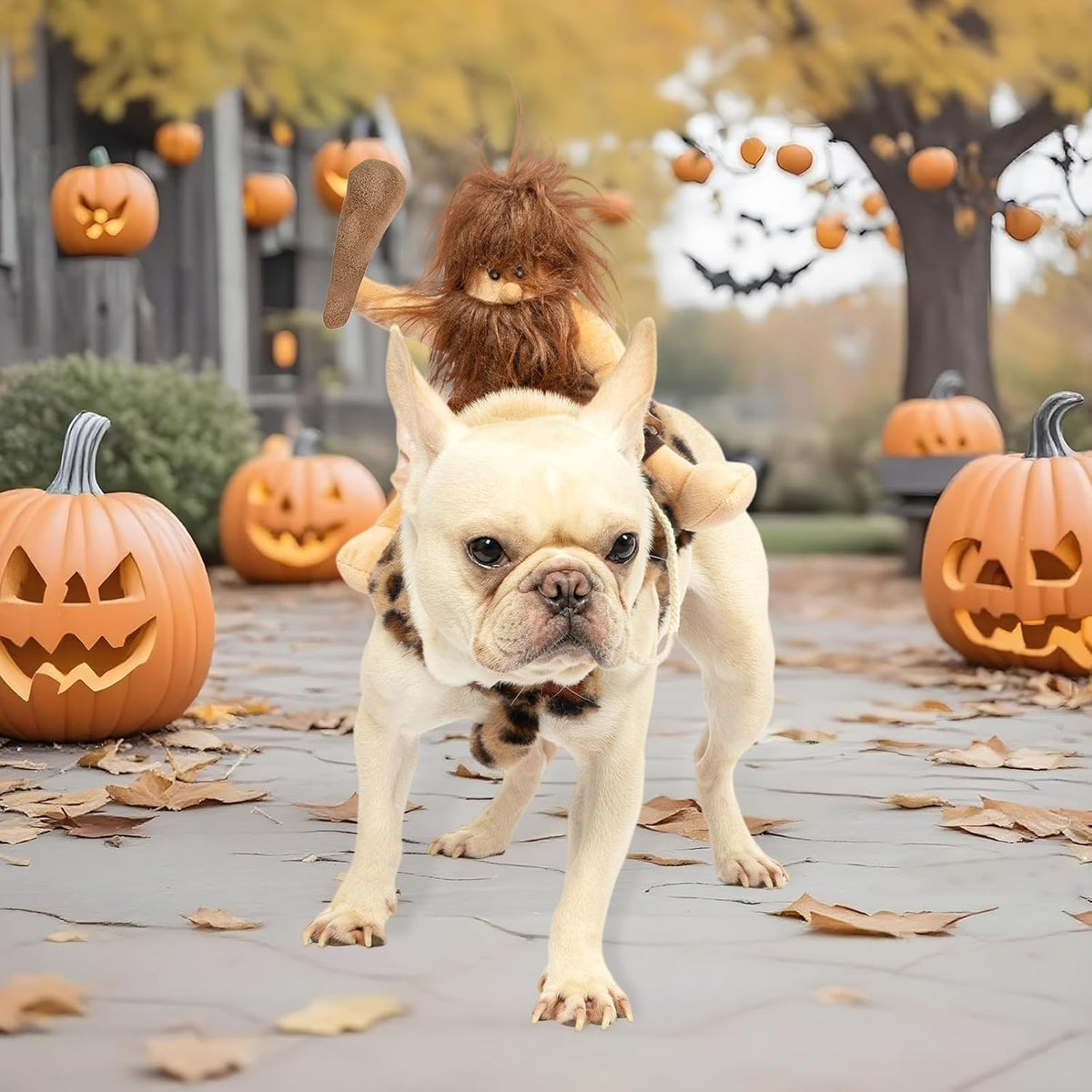 A small cream-colored French bulldog wearing a leopard-print harness and a brown furry hood with a horn, standing on a stone path outdoors surrounded by jack-o'-lanterns and autumn leaves.