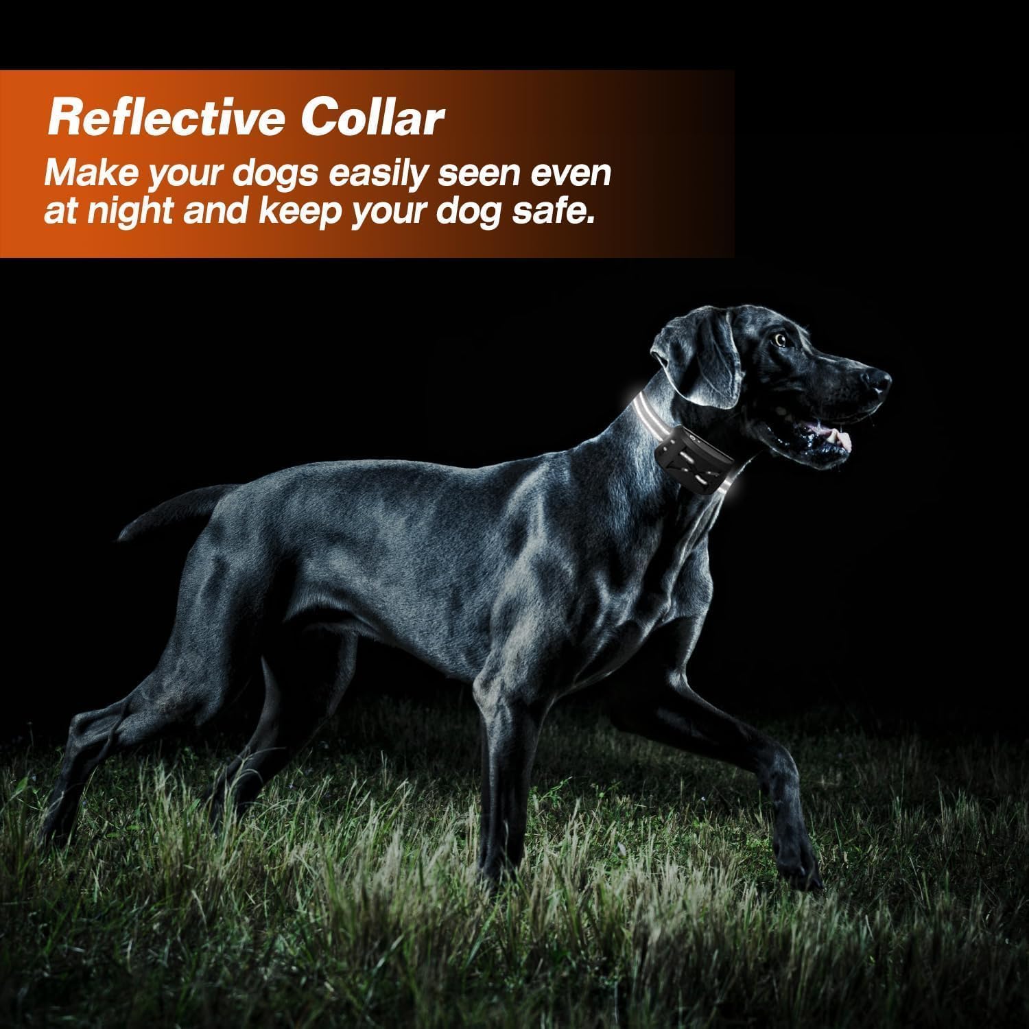 Dog wearing a reflective collar in a dark field with text about reflective collars at Pet Servo
