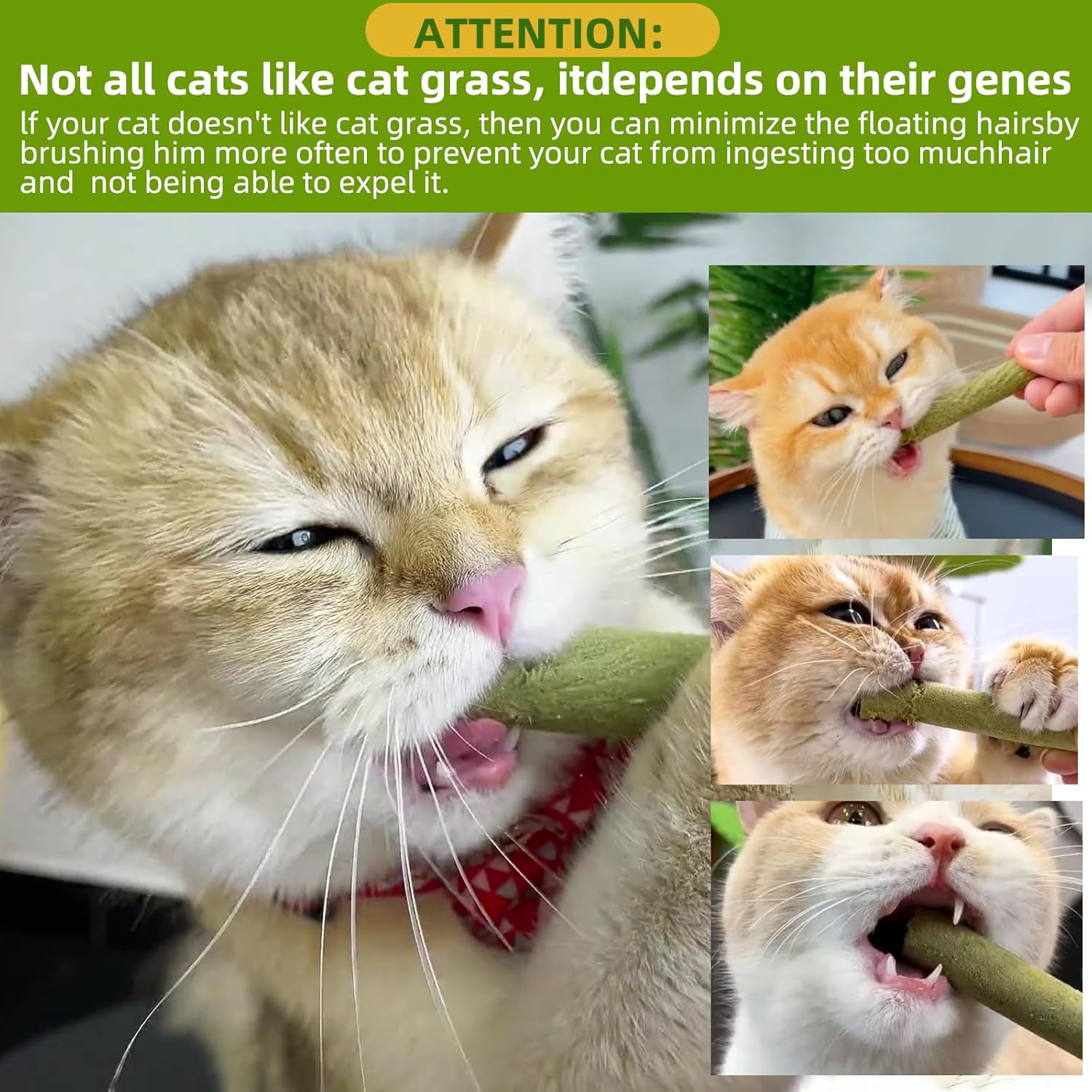 Cat eating cat grass with text about cat grass preferences and grooming at Pet Servo