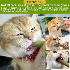 Cat eating cat grass with text about cat grass preferences and grooming at Pet Servo