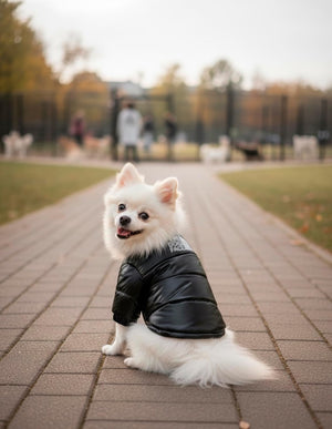 Small white dog wearing a black jacket sitting on a paved path in a park at Pet Servo