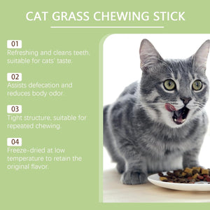 Cat grass chewing stick with a cat eating from a plate on a white background at Pet Servo