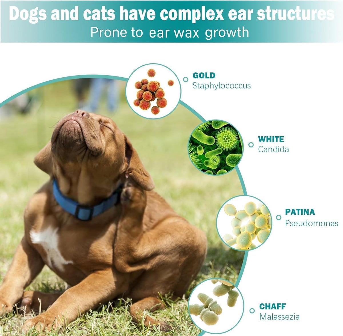 Dog sitting on grass with ear wax growth infographics at Pet Servo