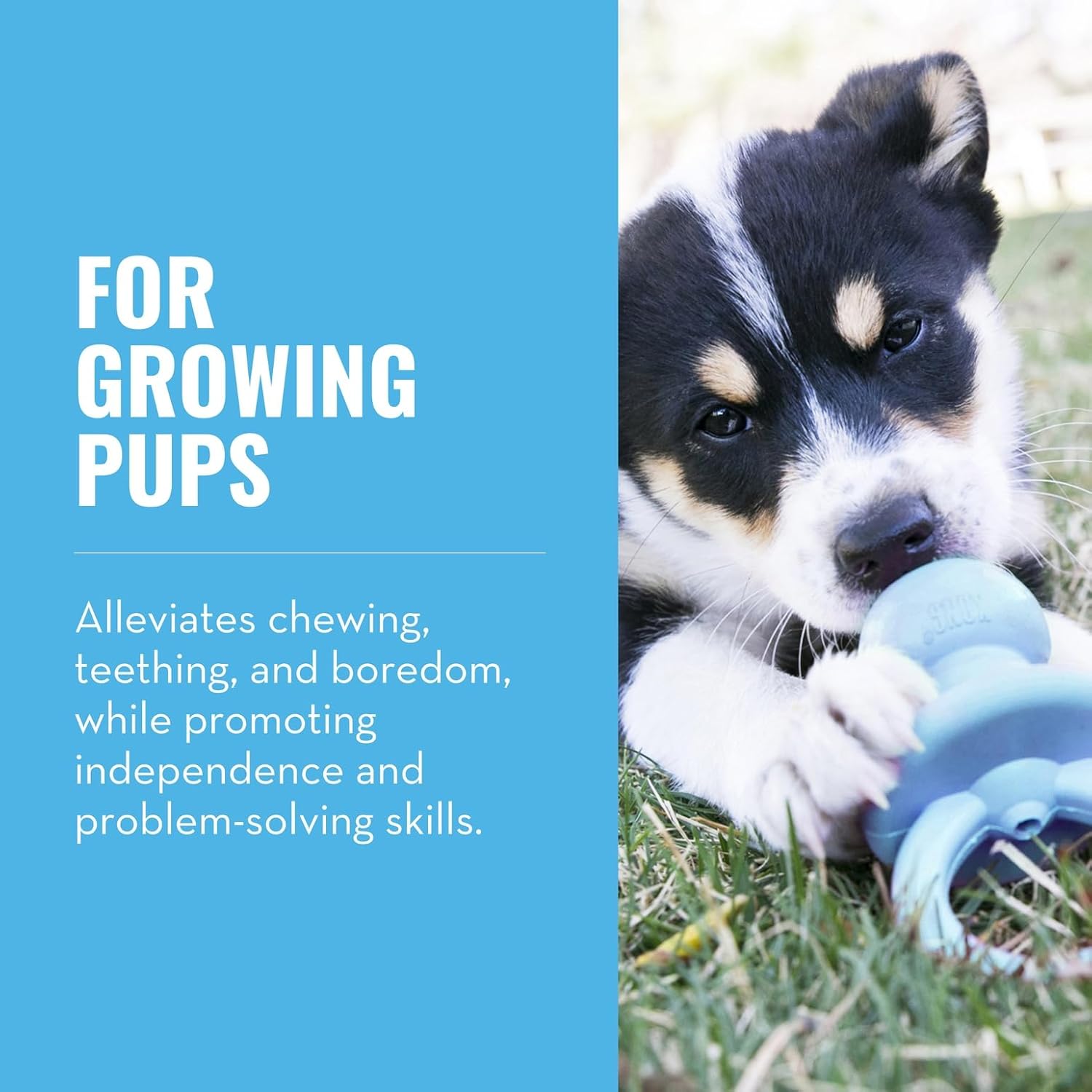 Dog playing with a blue toy on grass, with text about benefits for growing puppies at Pet Servo