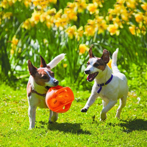 Two dogs playing with an orange ball in a grassy area with yellow flowers in the background at Pet Servo