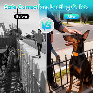 Before and after comparison of a dog on a leash with a collar, showing a calmer demeanor at Pet Servo