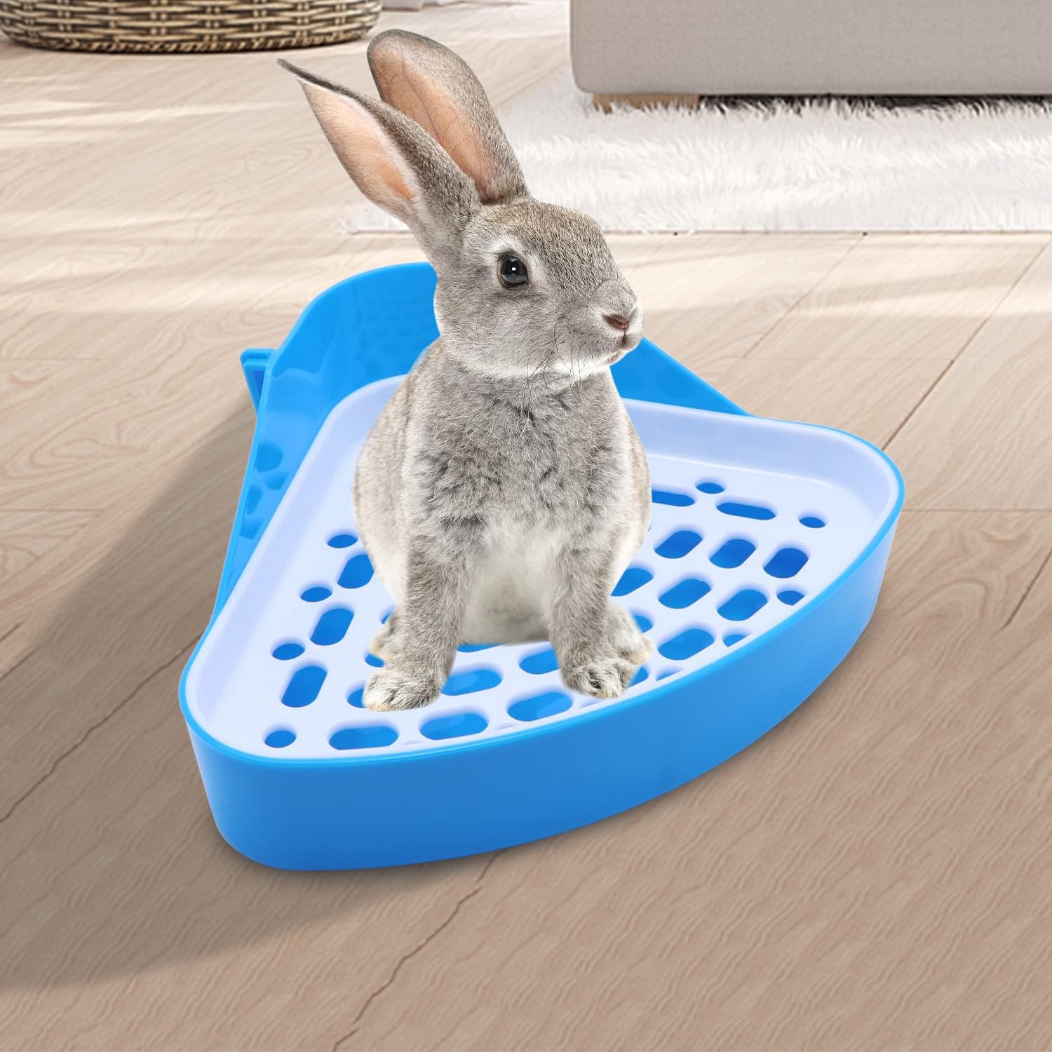 Gray rabbit standing on a blue plastic litter tray on a wooden floor at Pet Servo