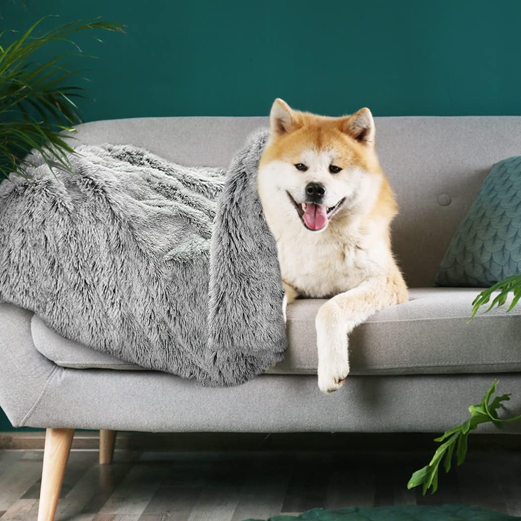 A tan and white Shiba Inu dog lies on a light gray sofa, covered with a fluffy gray throw blanket. The scene is set against a dark teal wall with decorative green plants in the corners at Pet Servo