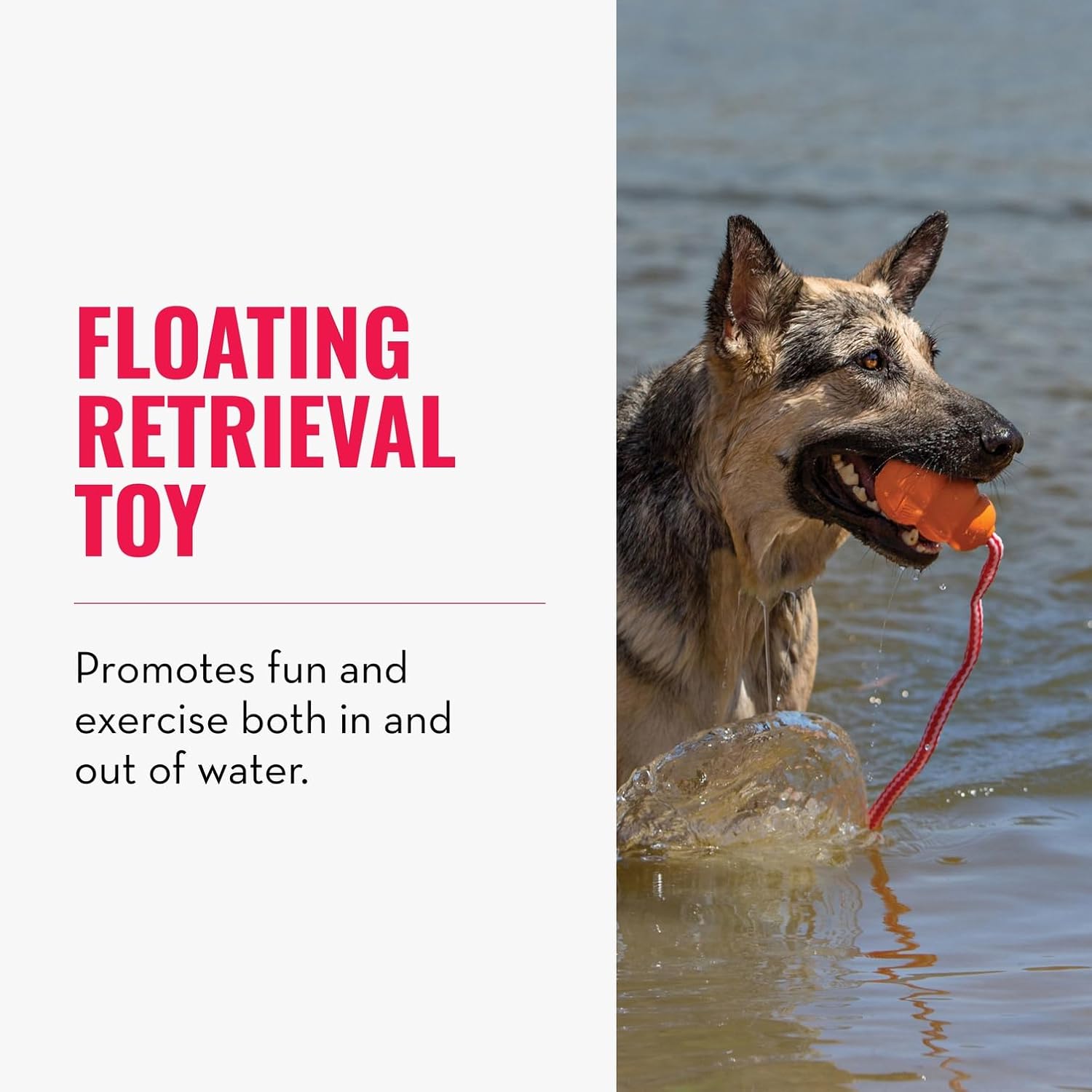 Dog playing with a floating retrieval toy in water at Pet Servo