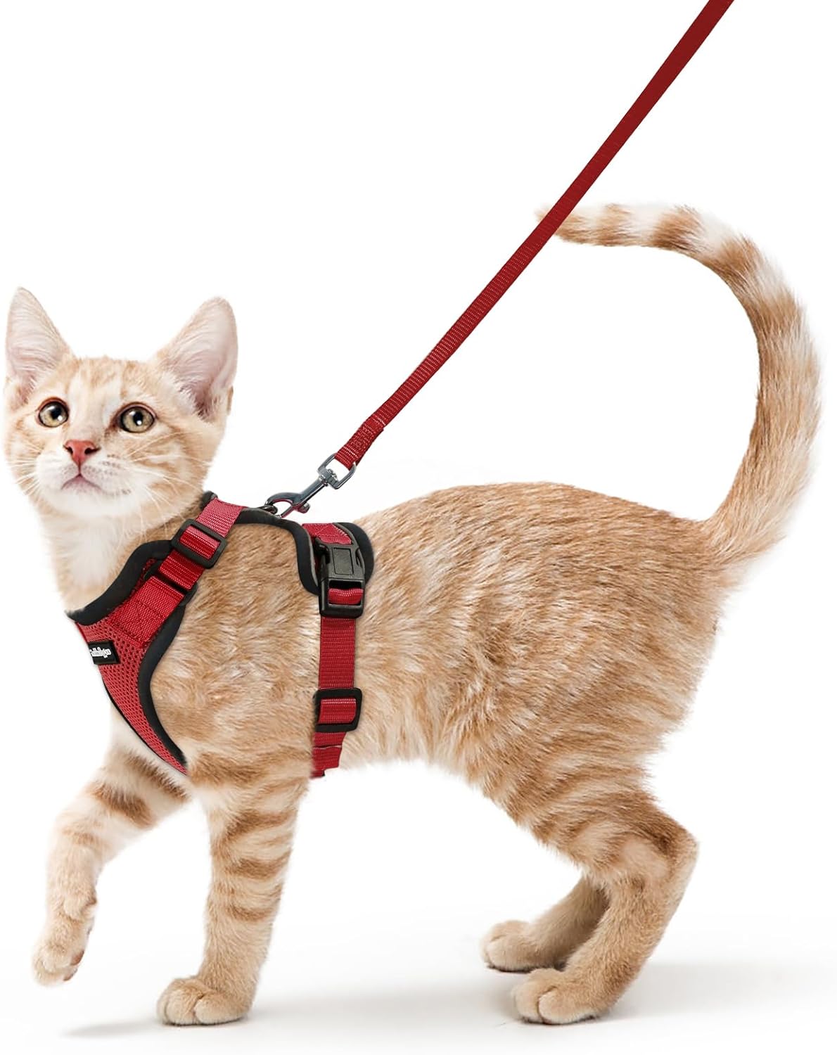 Cat wearing a red harness and leash on a white background at Pet Servo