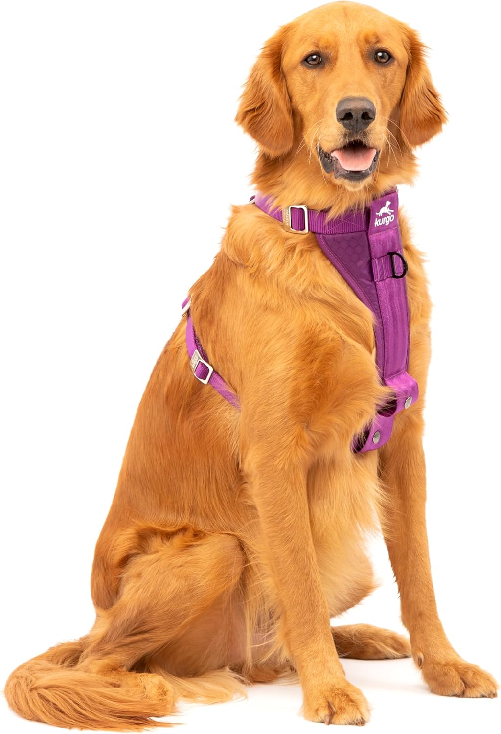 Dog wearing a purple harness on a white background at Pet Servo