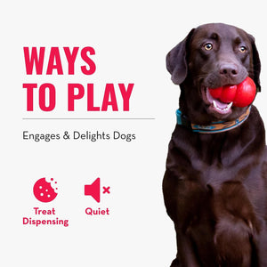 Dog playing with a red ball on a white background with text about ways to play with dogs at Pet Servo