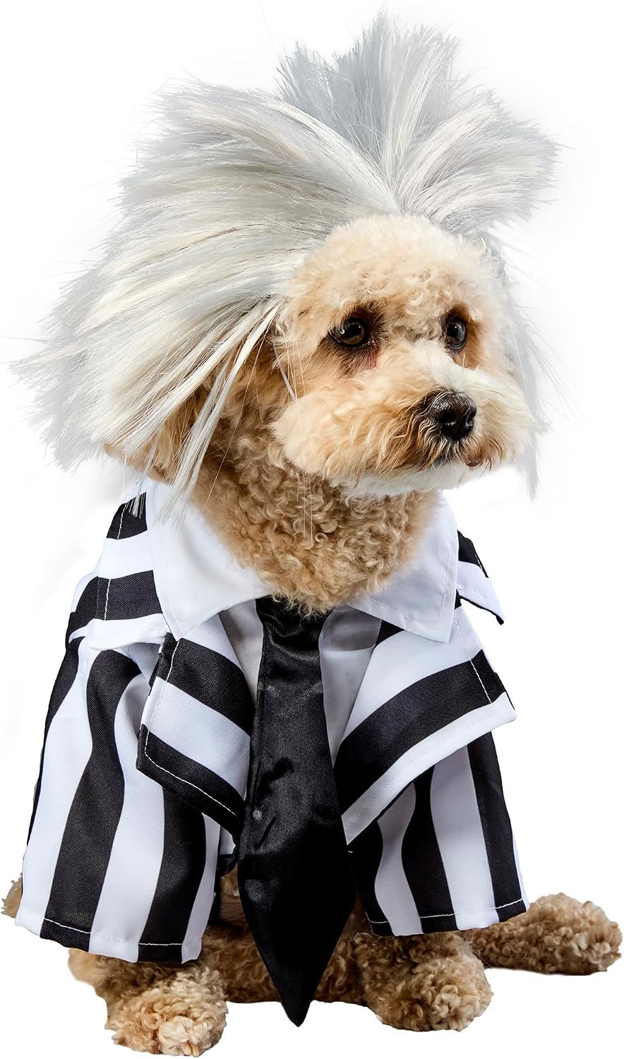 Dog wearing a costume with a black and white striped shirt and wig on a white background at Pet Servo