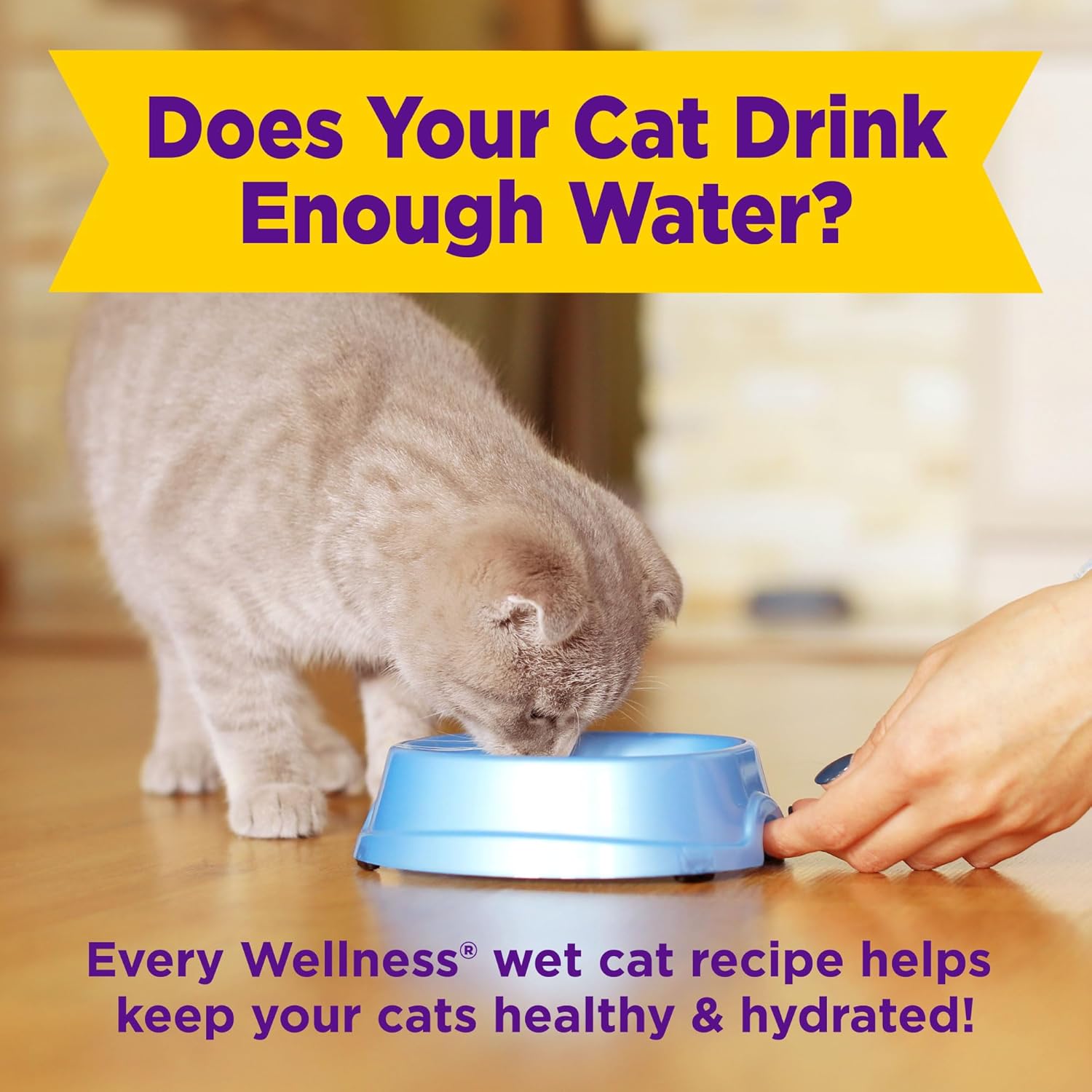 Cat drinking from a blue bowl with text about cat hydration and Wellness wet cat recipes at Pet Servo