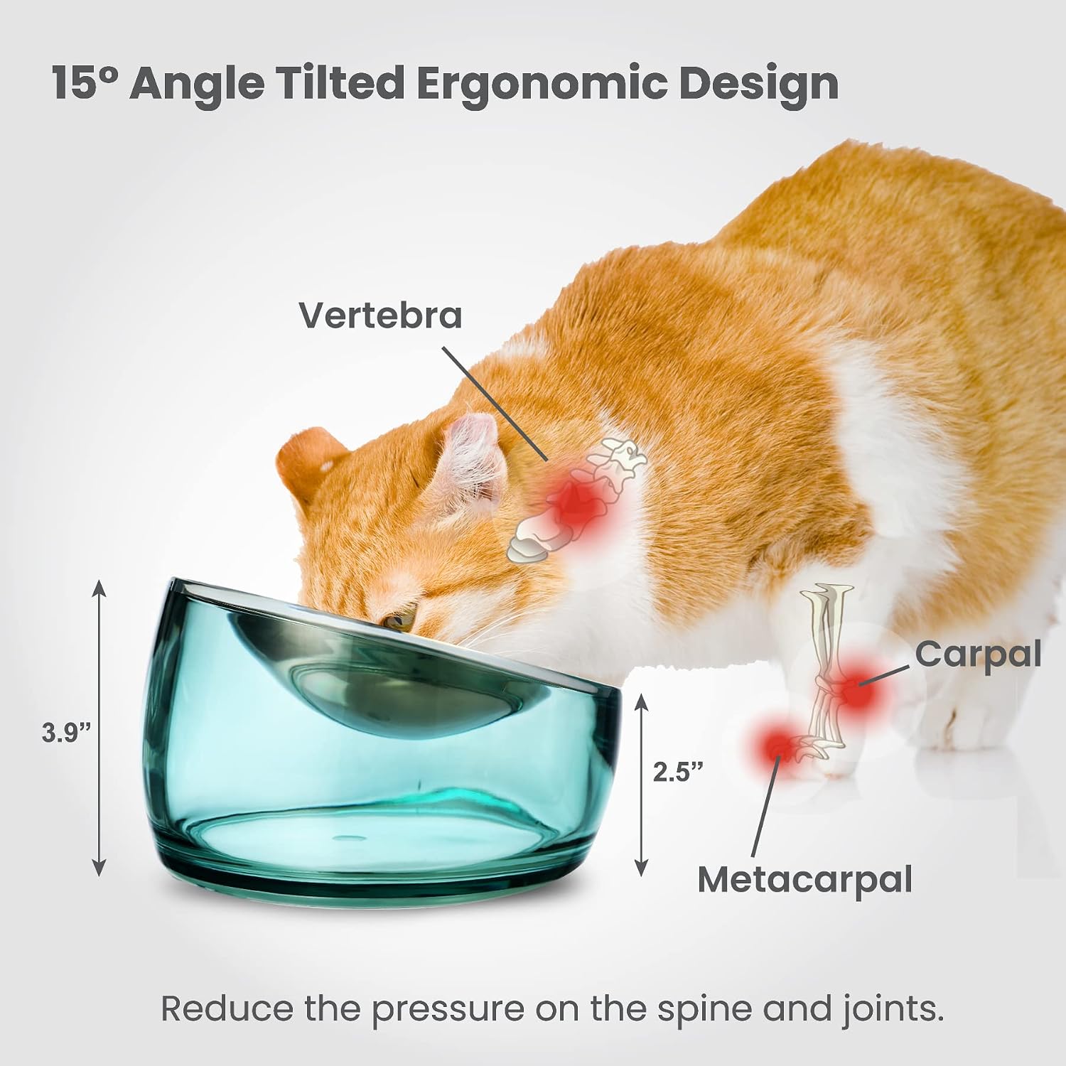 Cat using a blue glass bowl with anatomical labels and text about ergonomic design at Pet Servo