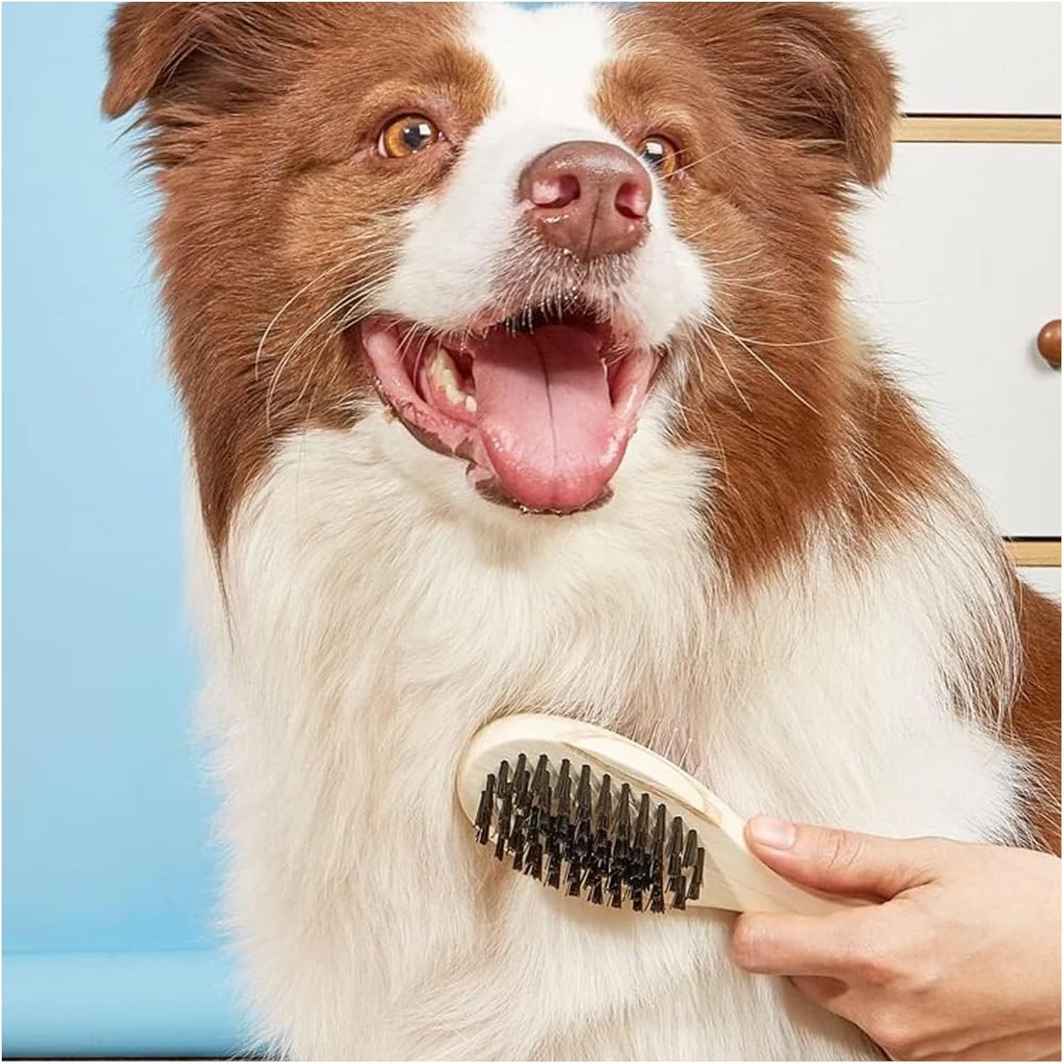 Dog being brushed with a wooden brush against a blue background at Pet Servo