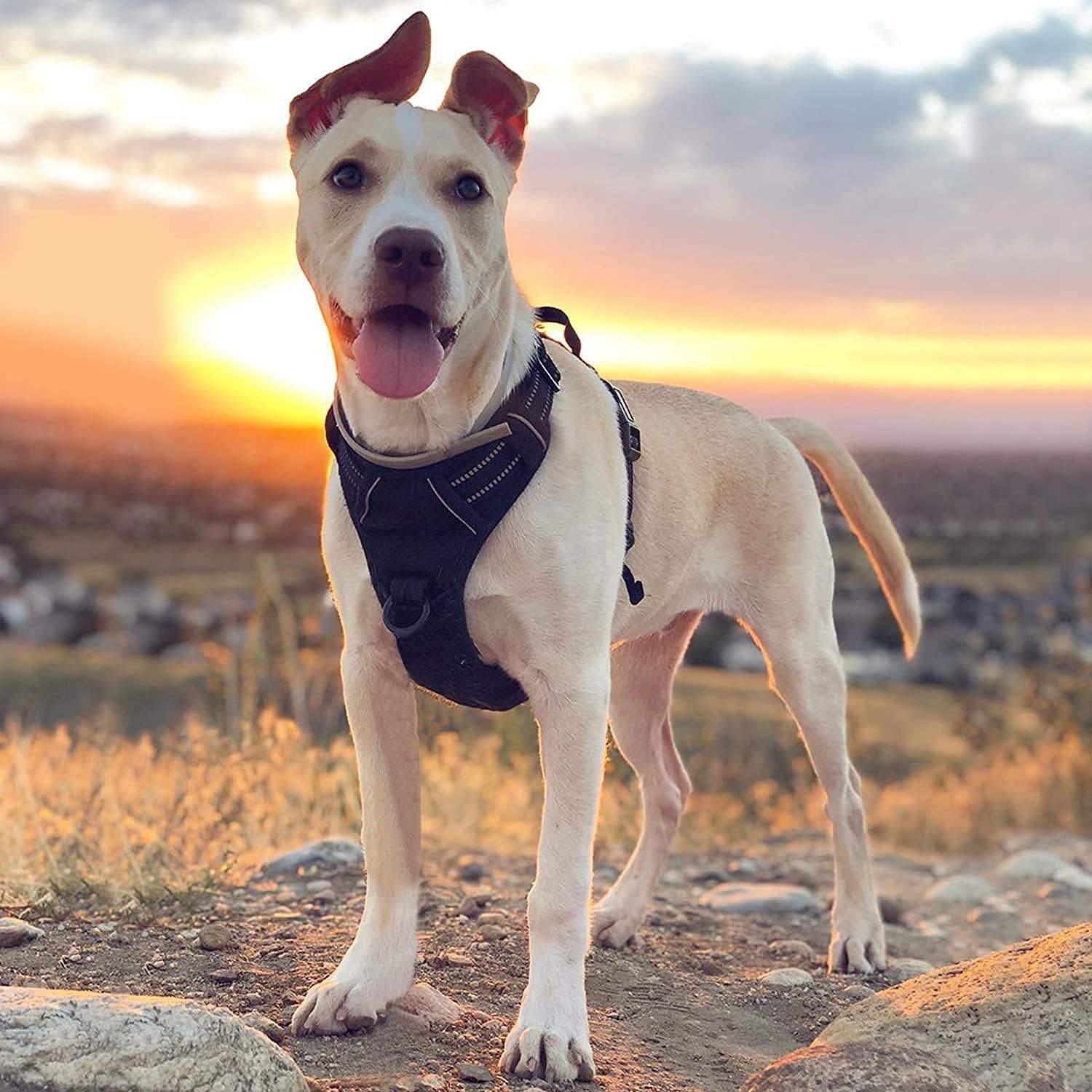 Dog standing on a rocky path with a sunset or sunrise in the background at Pet Servo