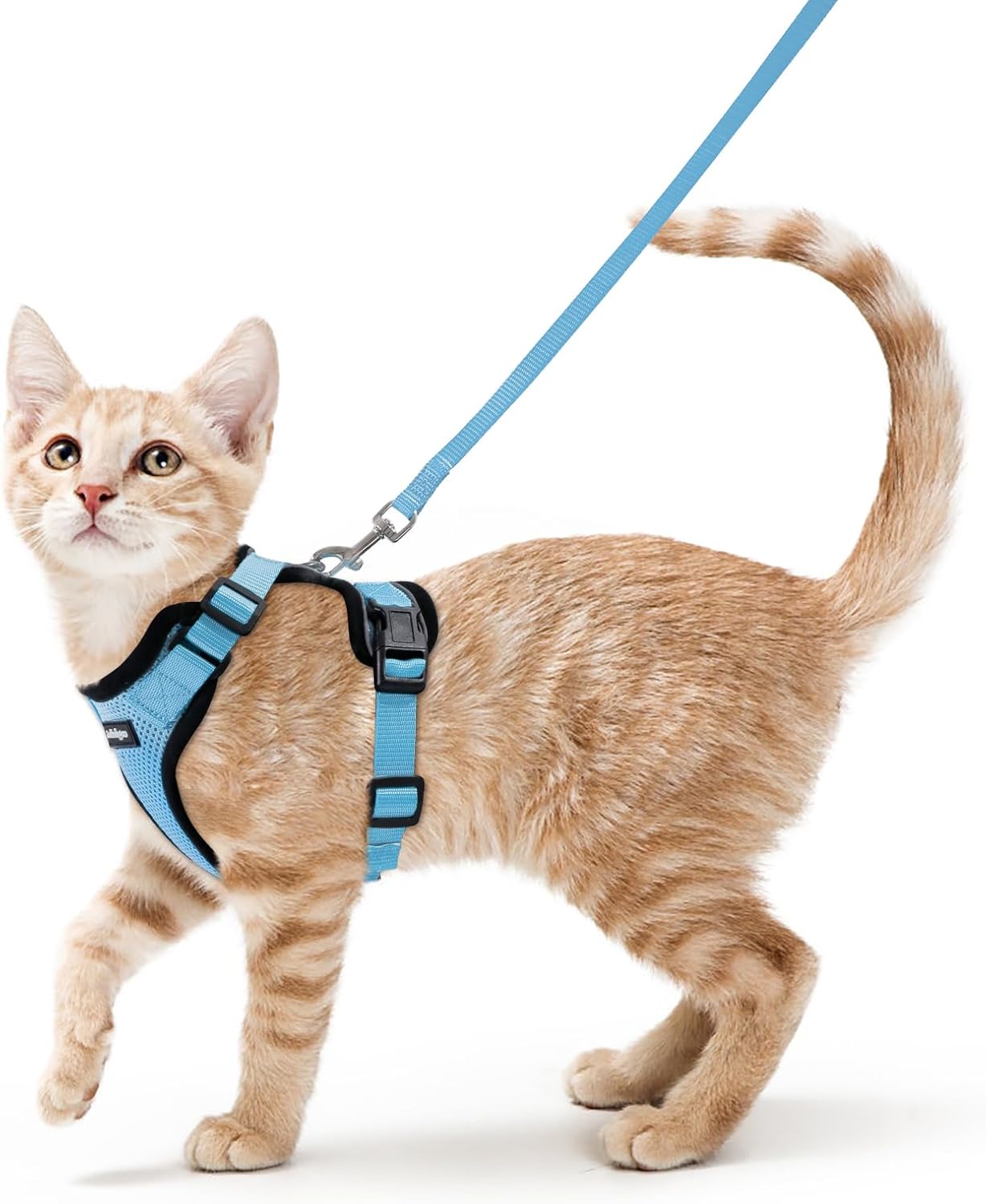 Cat wearing a blue harness and leash on a white background at Pet Servo