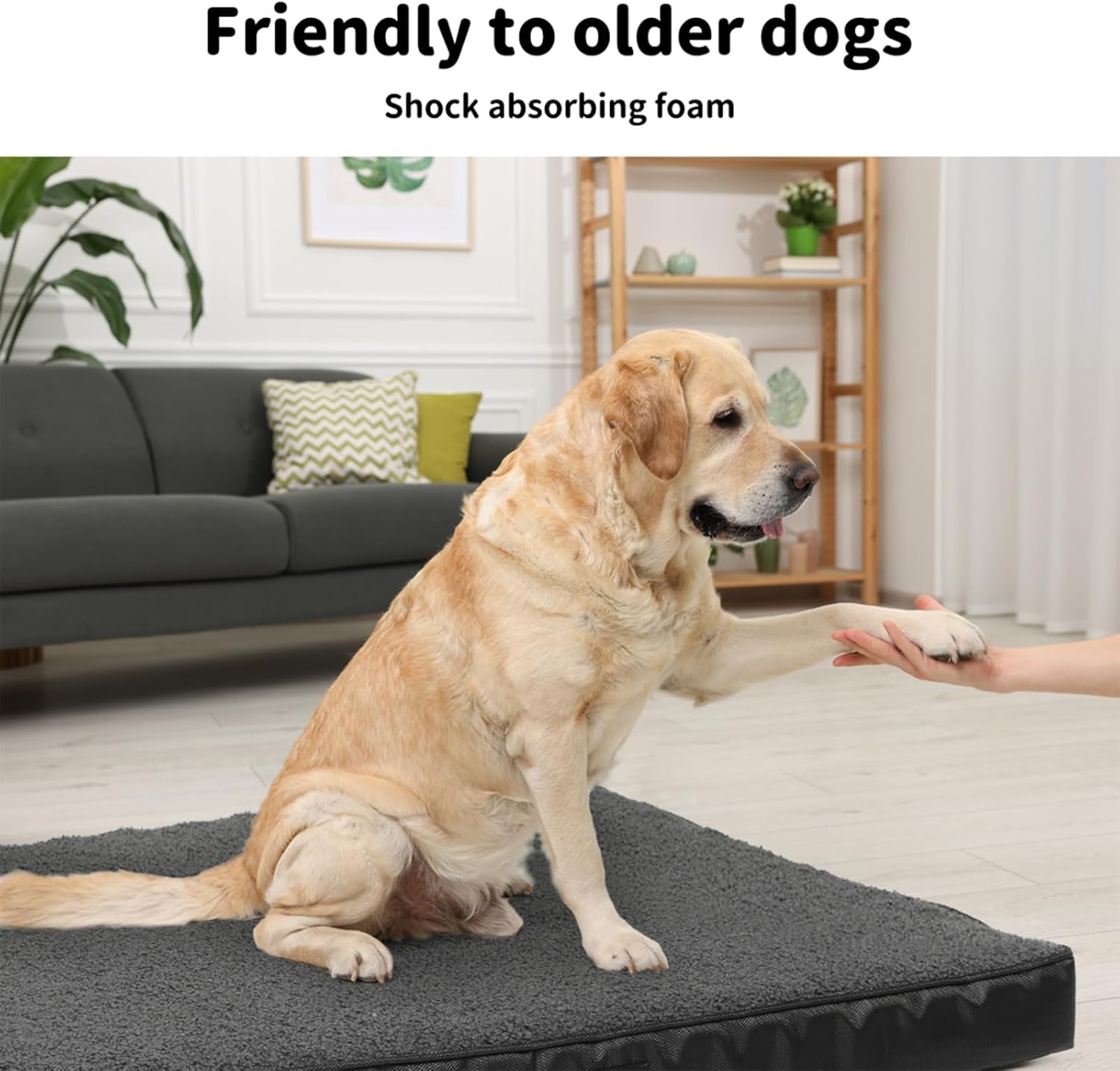 Dog sitting on a shock-absorbing foam mat in a living room setting at Pet Servo