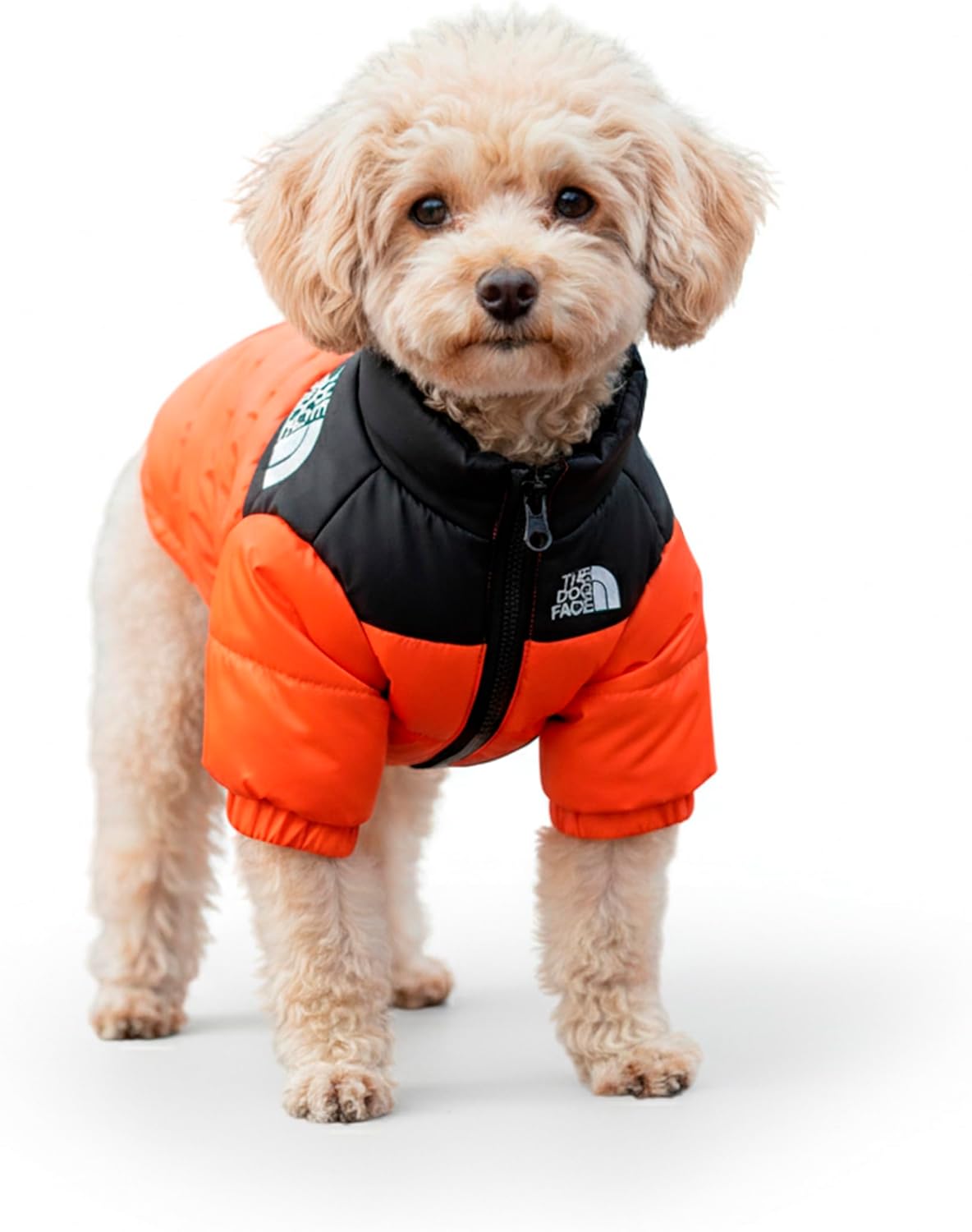 Small dog wearing an orange and black puffer coat on a white background at Pet Servo