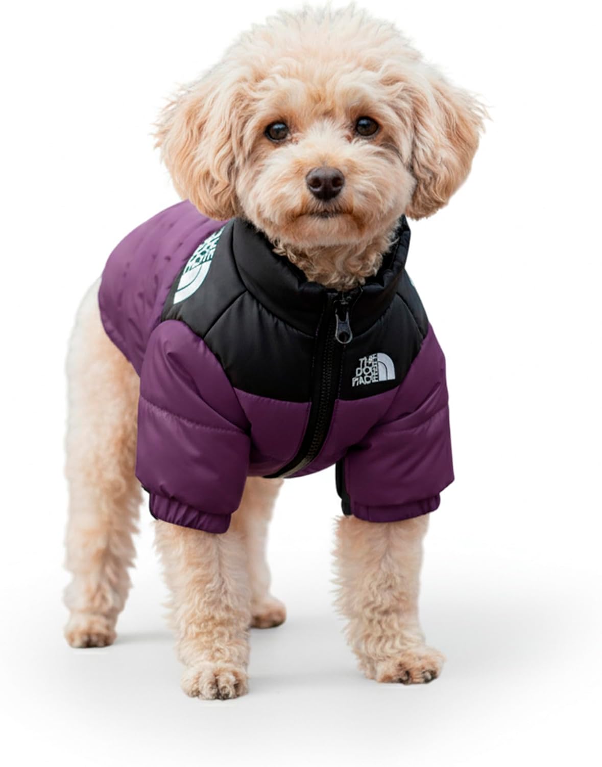 Small dog wearing a purple puffer vest on a white background at Pet Servo
