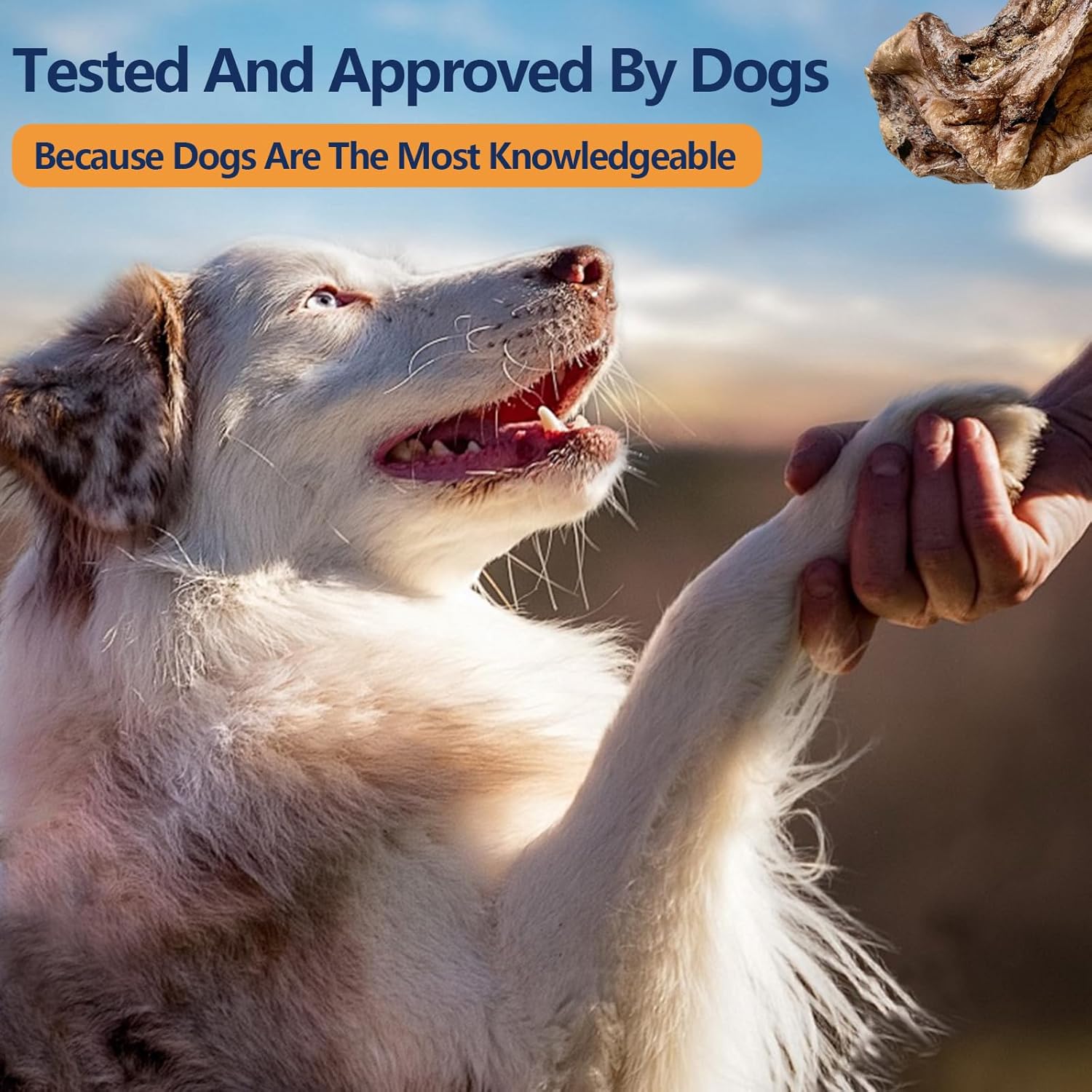 Dog shaking hands with a person outdoors with text 'Tested And Approved By Dogs' at the top at Pet Servo