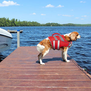 Dog wearing a red life jacket on a wooden dock by a lake at Pet Servo