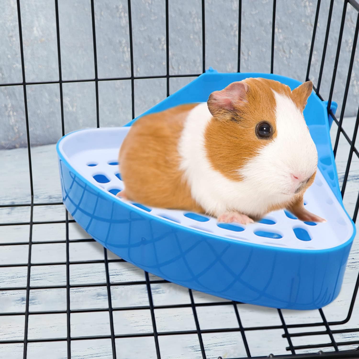 Guinea pig on a blue plastic platform inside a wire cage at Pet Servo