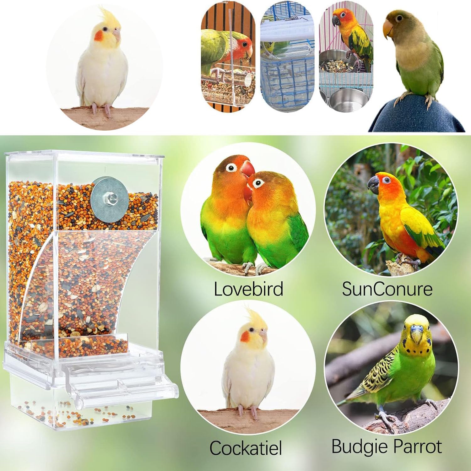 Collage of birds and a bird feeder with text labels for different types of birds at Pet Servo