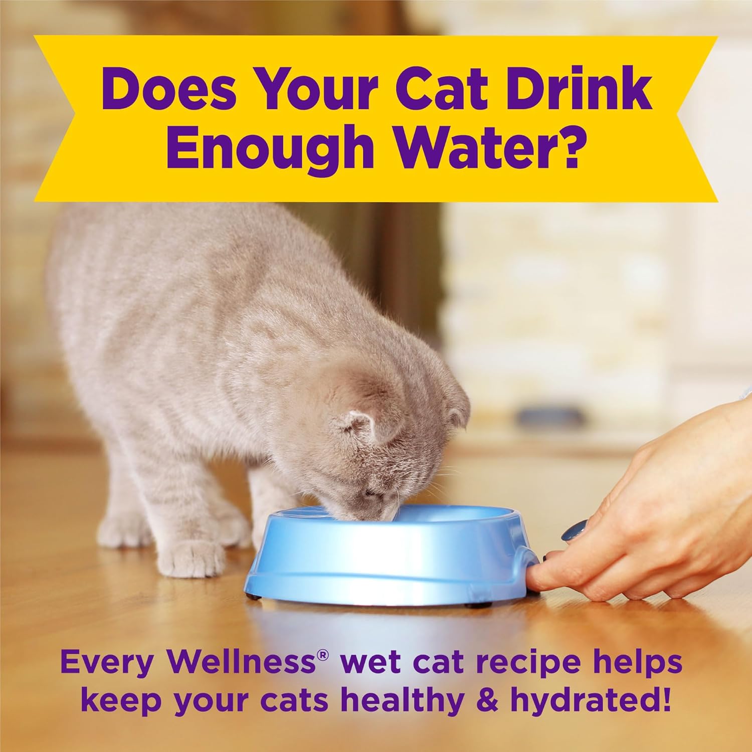 Cat drinking from a blue bowl with text about cat hydration and Wellness wet cat recipes at Pet Servo