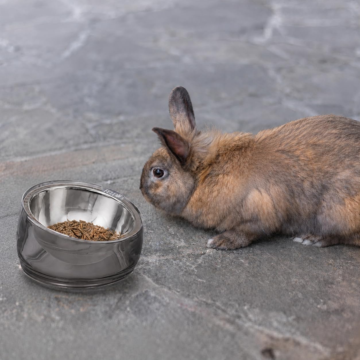 A small brown rabbit standing beside a stainless steel bowl filled with food on a gray stone surface at Pet Servo