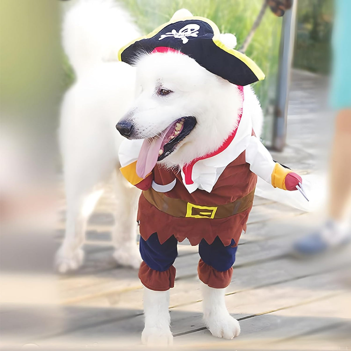 Dog wearing a pirate costume on a wooden boardwalk at Pet Servo