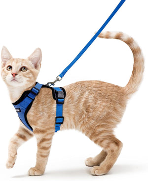 Cat wearing a blue harness and leash on a white background at Pet Servo