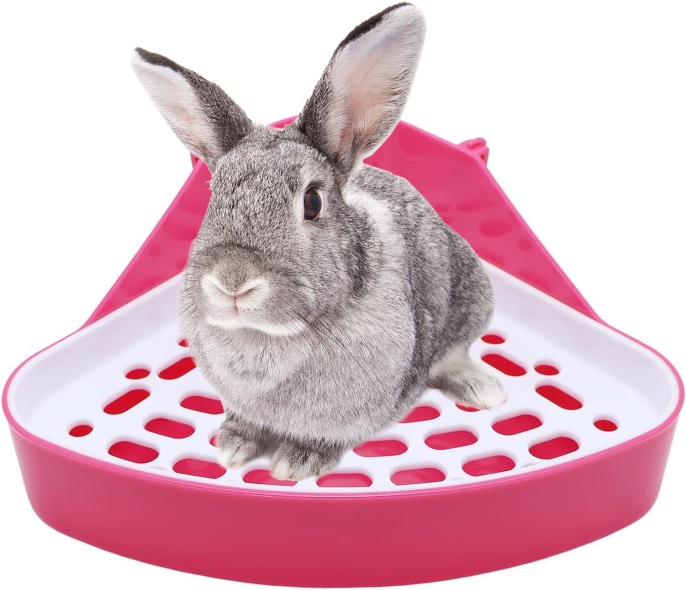 Gray rabbit on a pink and white pet litter tray at Pet Servo