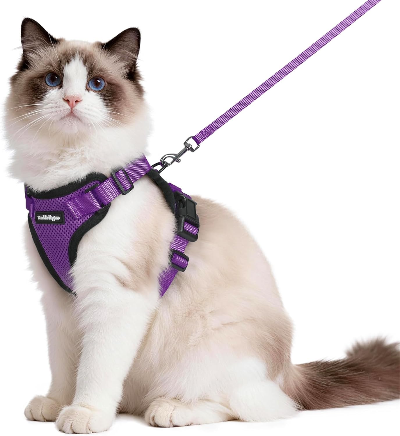 Cat wearing a purple harness and leash on a white background at Pet Servo