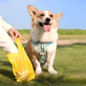 A corgi dog wearing a light blue harness sits on grass outdoors while a person holds a yellow bag nearby at Pet Servo