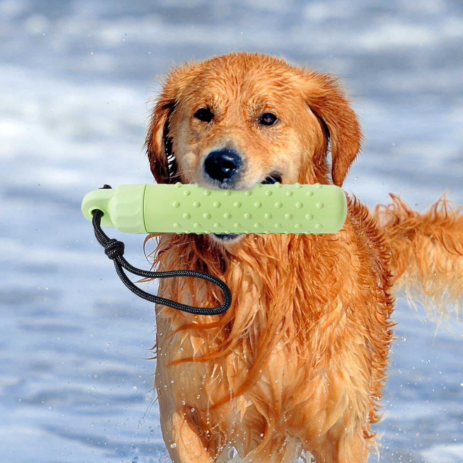 Dog with a green toy in its mouth, standing in water at Pet Servo