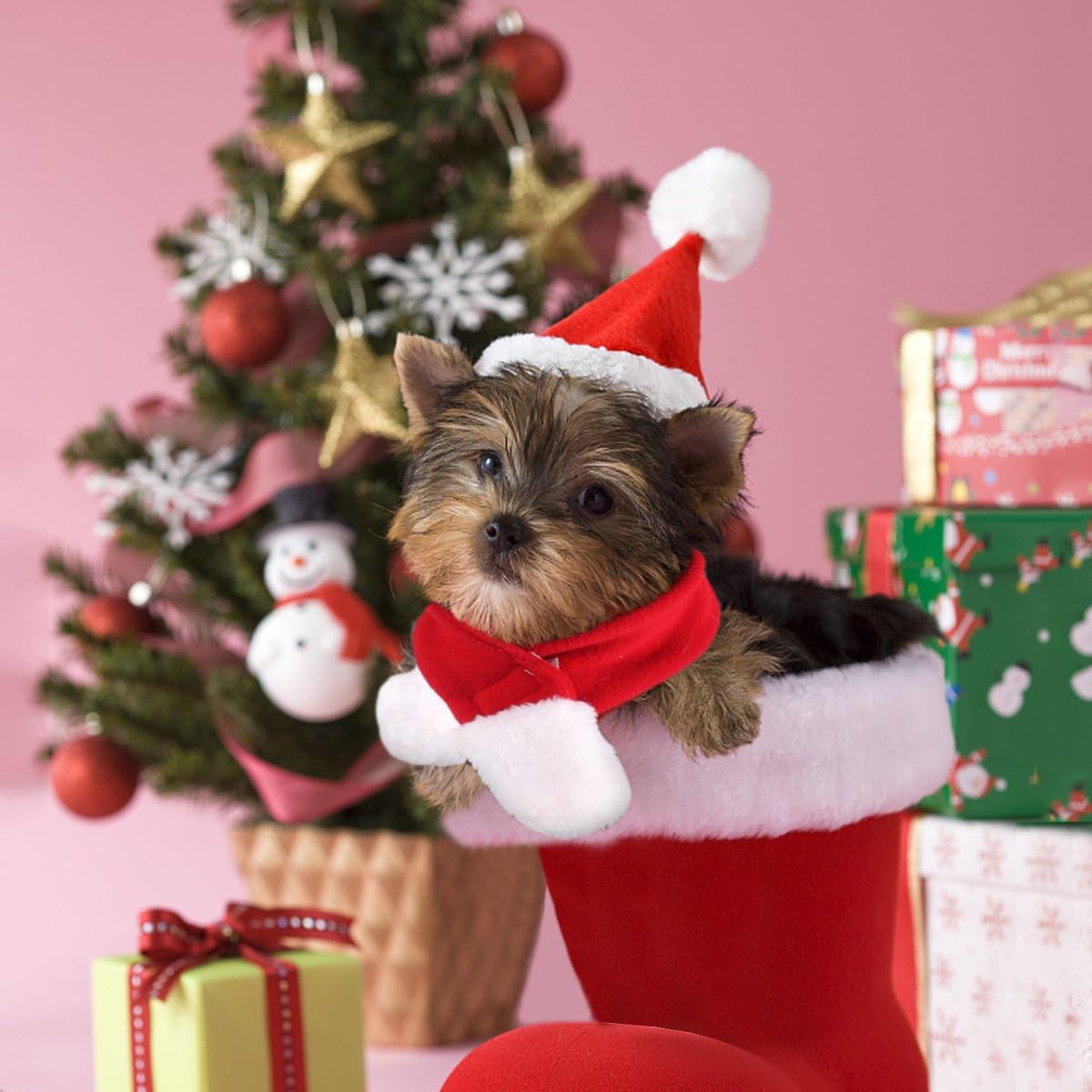 Dog in a Santa hat sitting in a red stocking with a Christmas tree and gifts in the background at Pet Servo