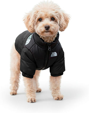 Small dog wearing a black puffer vest on a white background at Pet Servo
