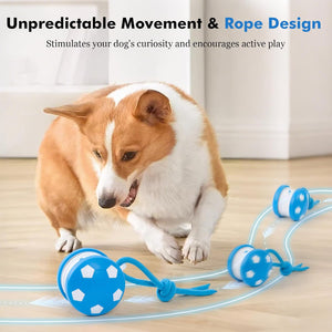 Dog playing with a blue and white rope toy on a wooden floor at Pet Servo
