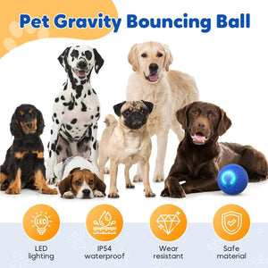 Group of dogs with a pet gravity bouncing ball on a white background at Pet Servo