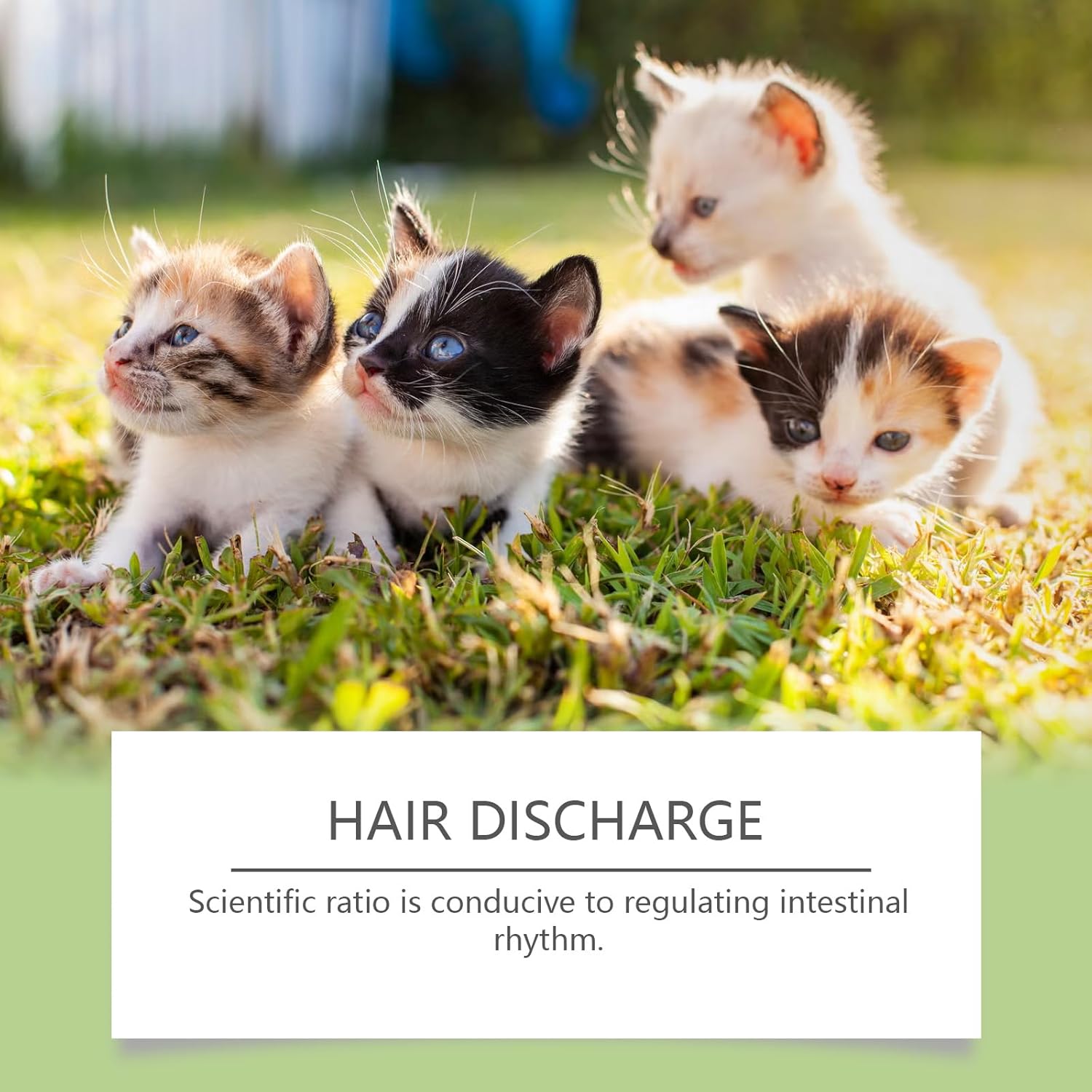 Four kittens sitting on grass with a text overlay about hair discharge at Pet Servo