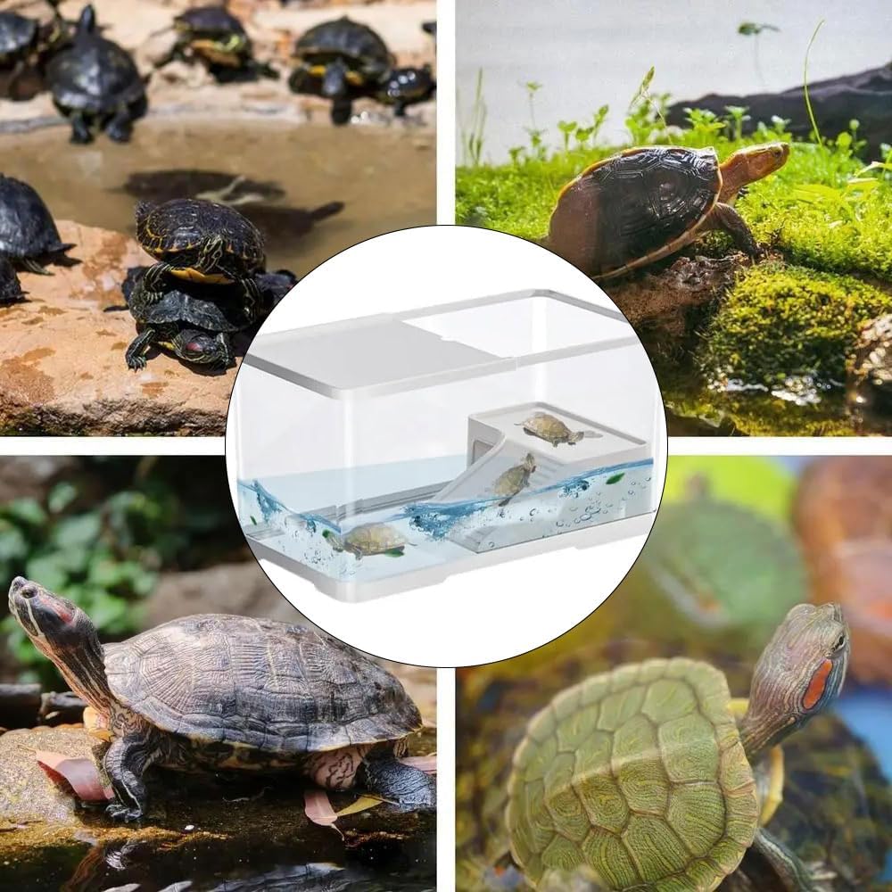 Collage of turtles in various settings with a close-up of a turtle tank at Pet Servo