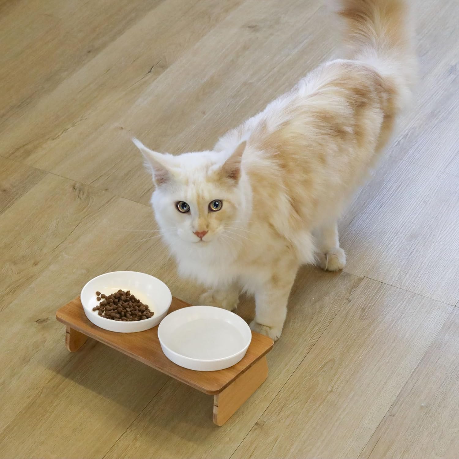 Cat standing on a wooden elevated pet feeder with two bowls, one containing food at Pet Servo