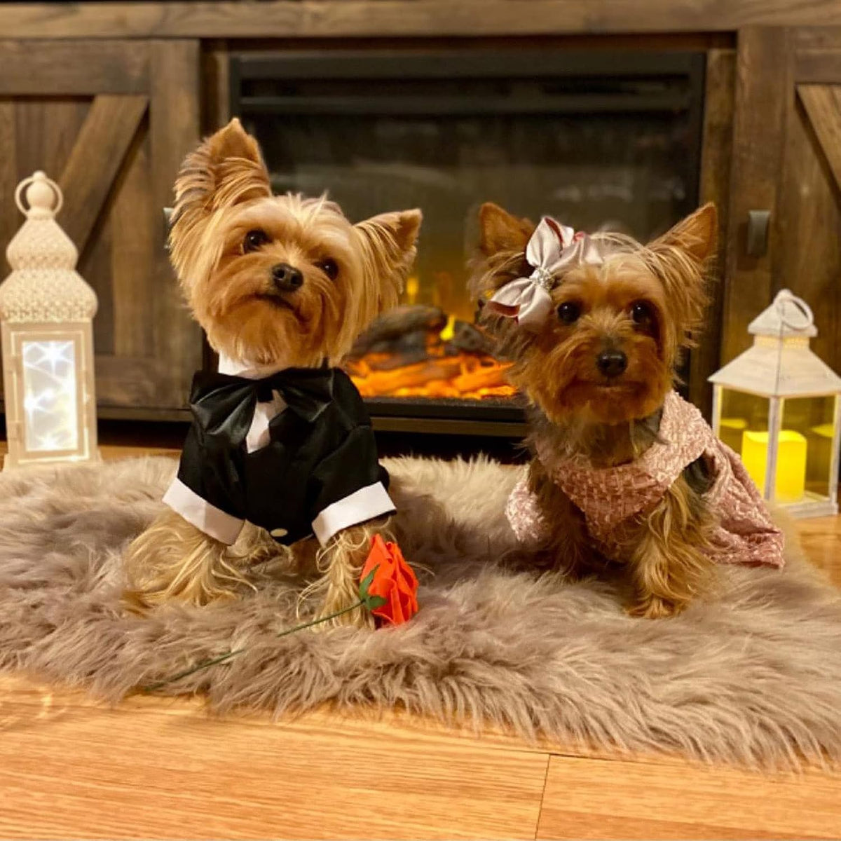 Two small dogs dressed in formal attire sitting on a fur rug in front of a fireplace.